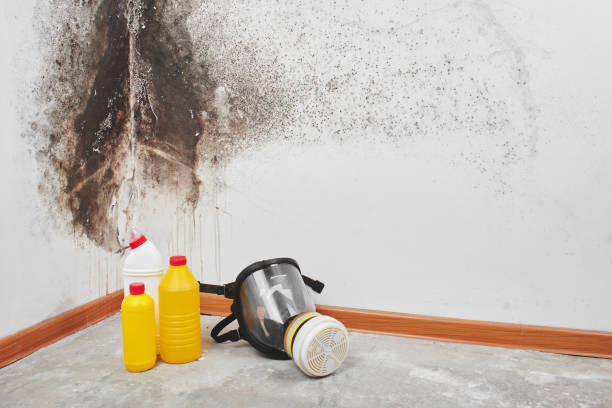 Best Attic Mold Removal  in Franklin, TN