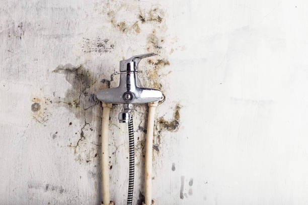 Franklin, TN Mold Removal Pros