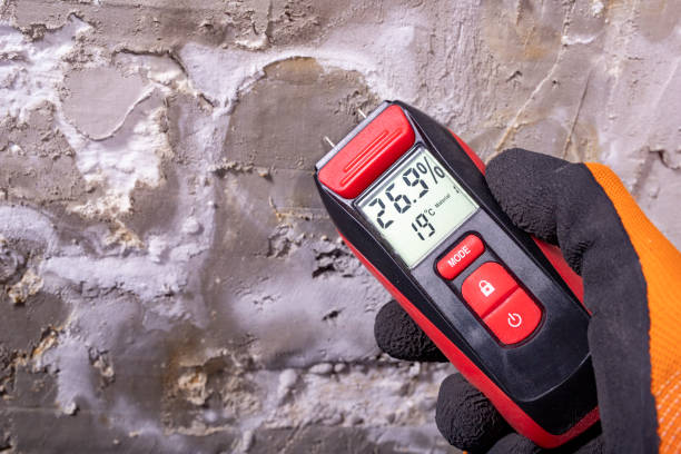Best Certified Mold Removal  in Franklin, TN